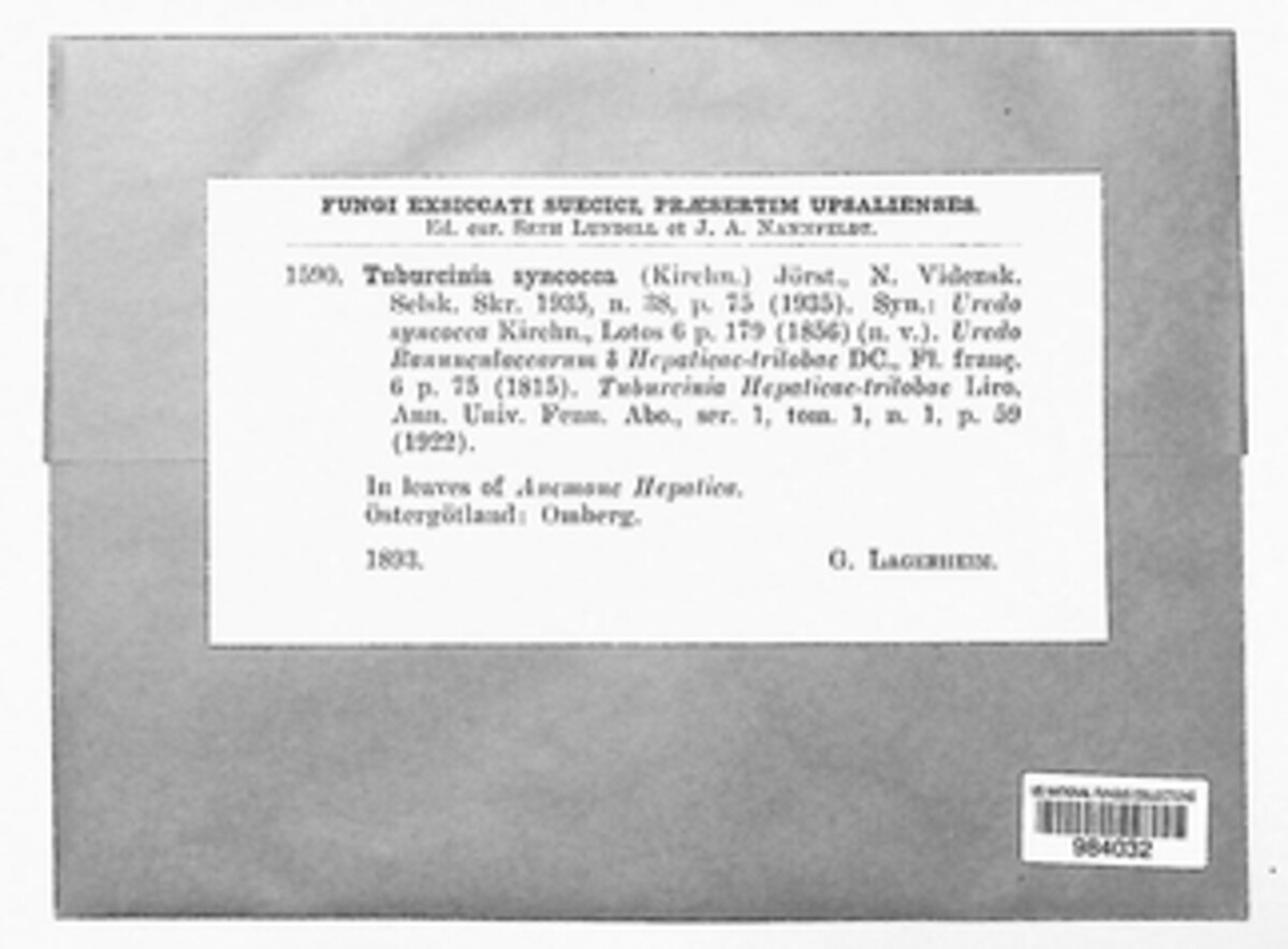 Tuburcinia syncocca image